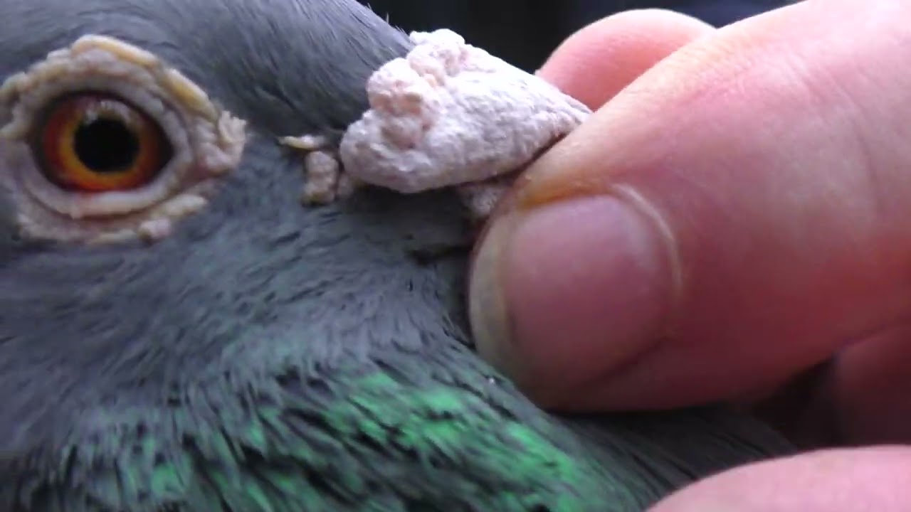 Wuppertaler Brieftauben von der SG Trautmann/Michalik 2023