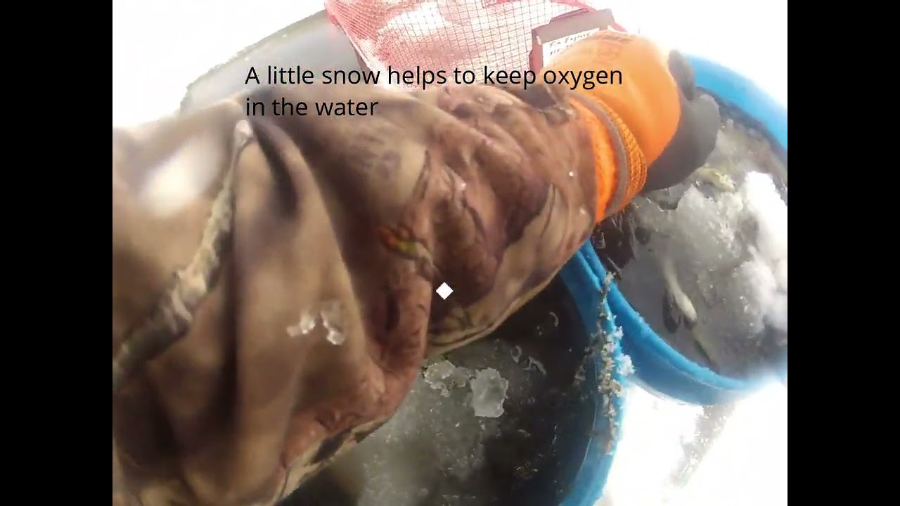 Ben and I trapping sucker minnows under the ice