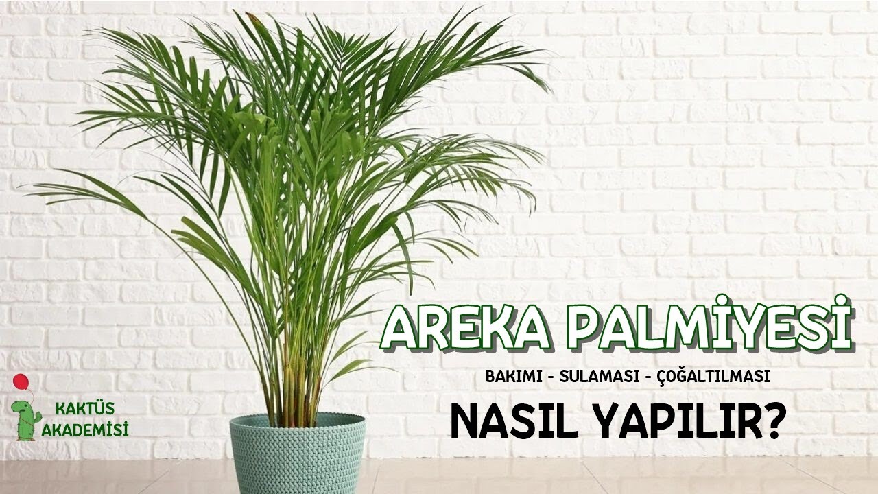 Areka Bakımı Nasıl Yapılır? | Sulama, Toprak Değişimi ve &Ccedil;oğaltılması..
