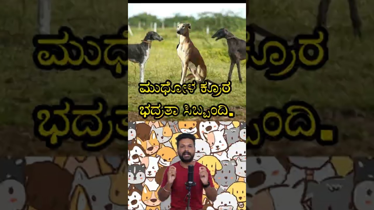 🔥 Mudhol Hound: India’s Royal & Fierce Hunting Dog! 🐕 | 