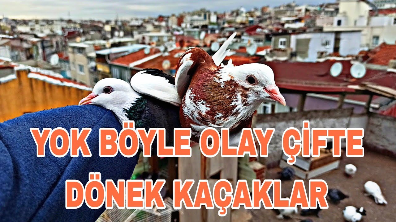 YOK BÖYLE OLAY ÇİFTE DÖNEK KAÇAKLAR GELİRSE ŞANSA SAHİPLERİ ÇİKTİ