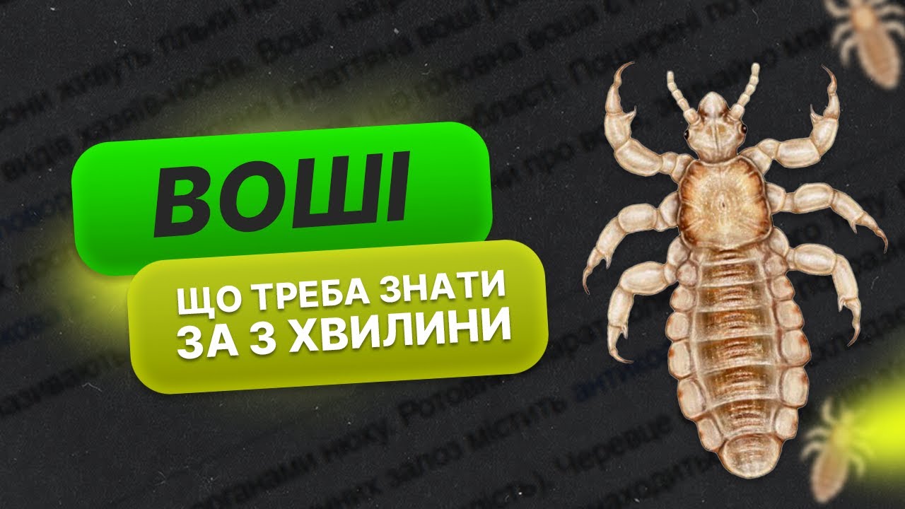 ВОШІ - основні ФАКТИ про паразитів за 3 ХВИЛИНИ | Здоров'я людини | факти українською