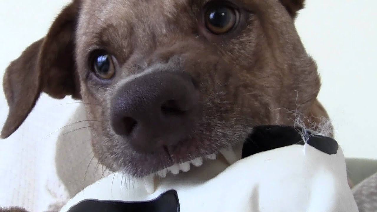 Top 10: I CANI CON IL MORSO PIU' FORTE