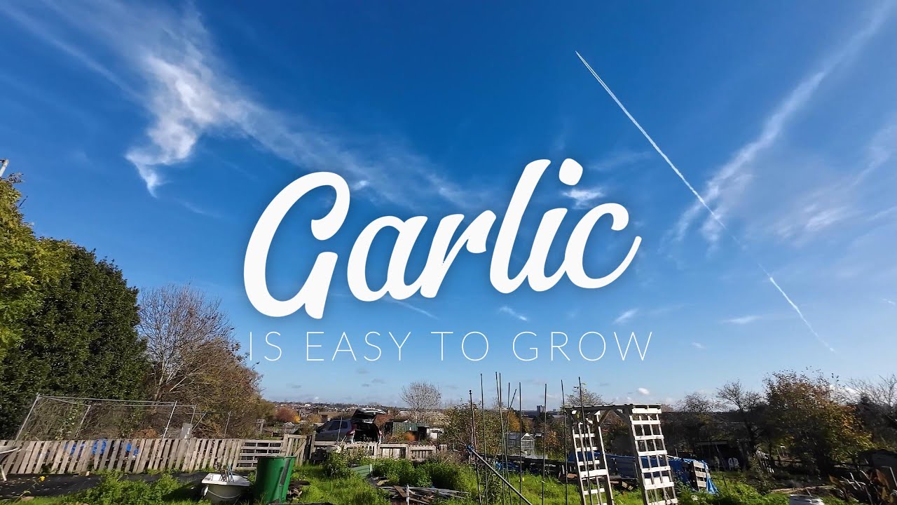 Garlic is easy to grow