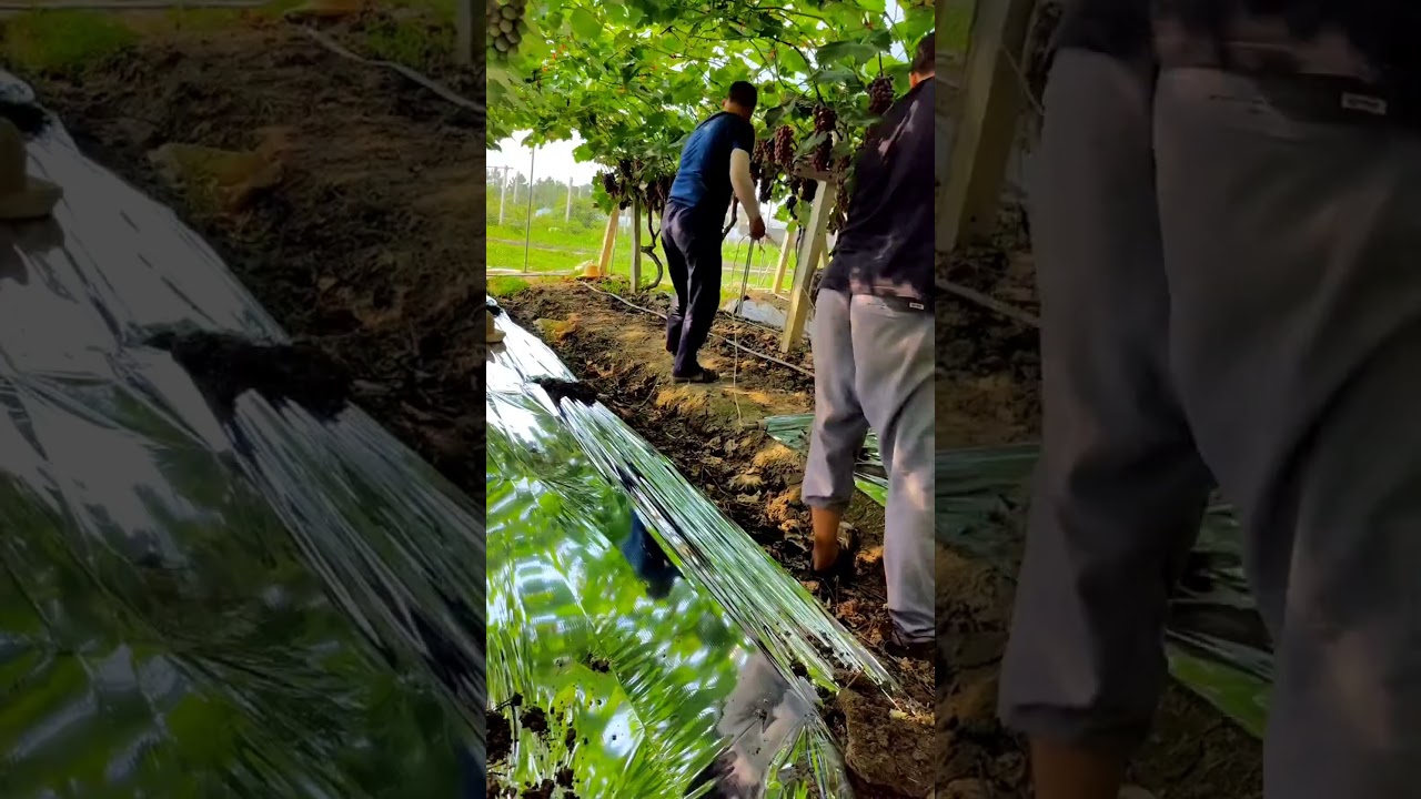 Reflective Film Speeds Up Grape Coloring  #satisfying #shot
