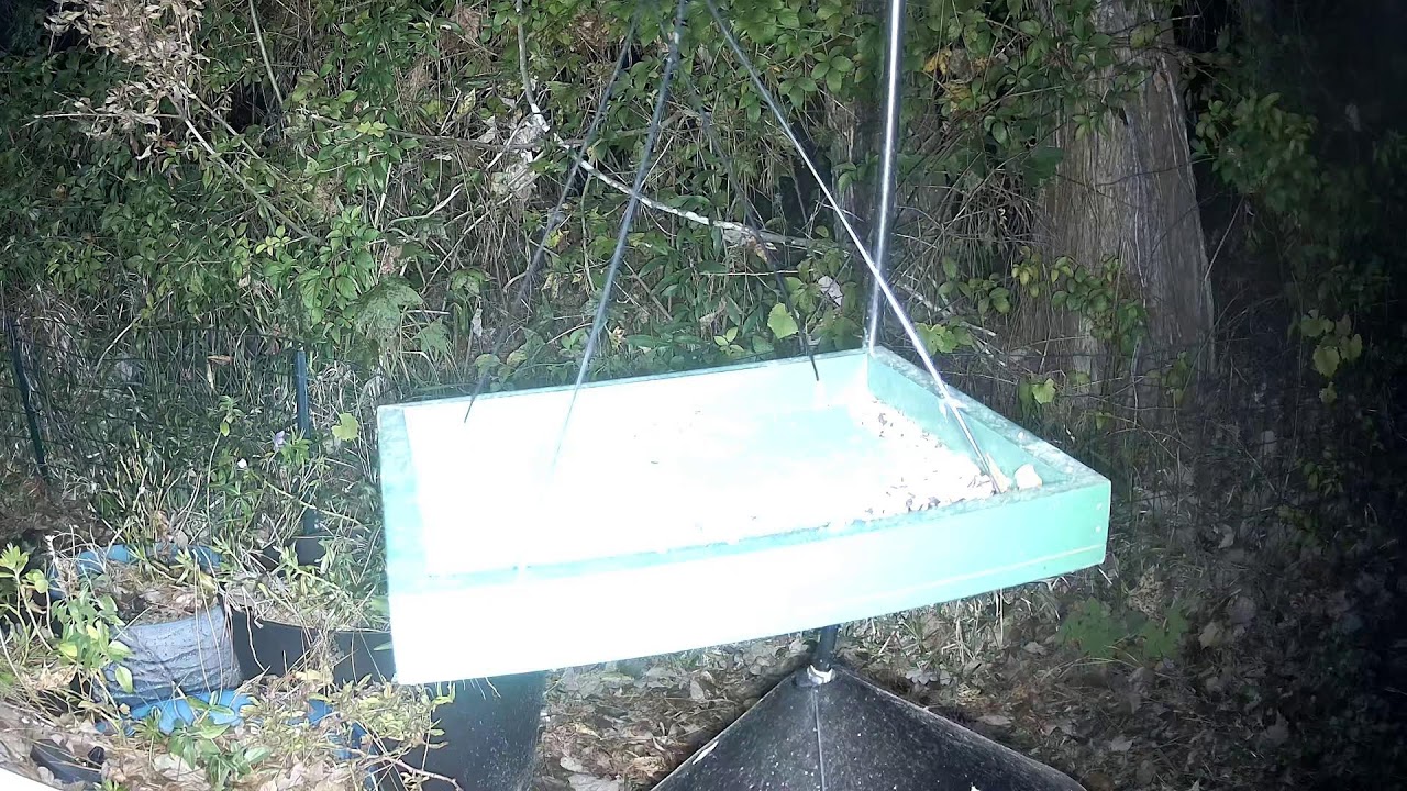 Daily Bird Live Stream from North Florida ❄️ January 16, 2026
