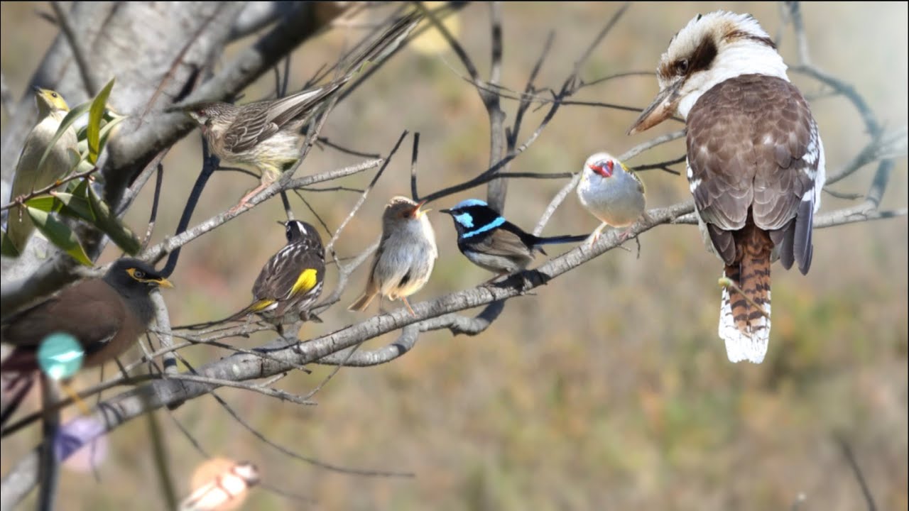 Amazing Birds @ Sydney Olympic Park, Sydney
