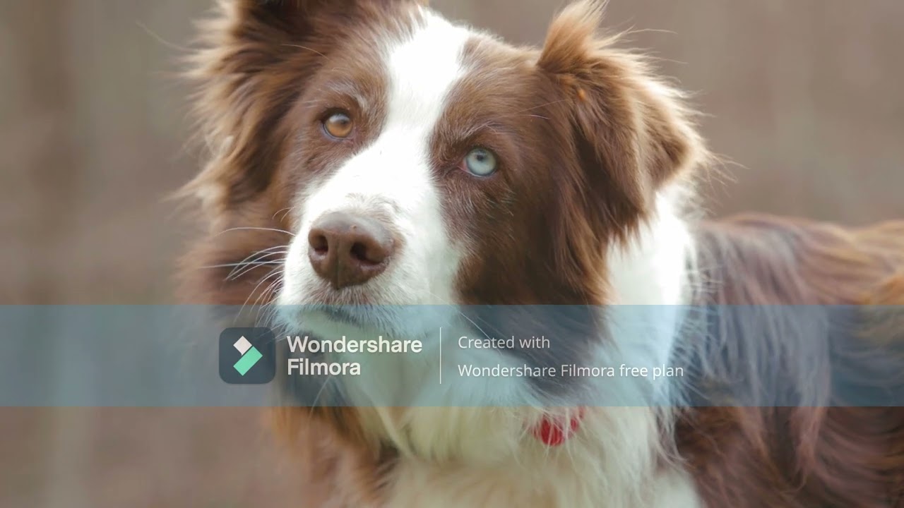 Australian Cattle Dog ! 