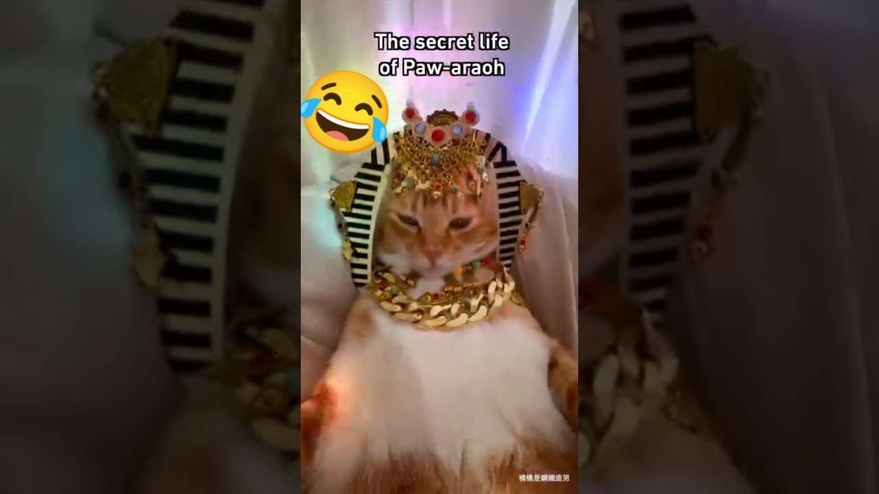 funny 🤣 pharaoh cat to worship 