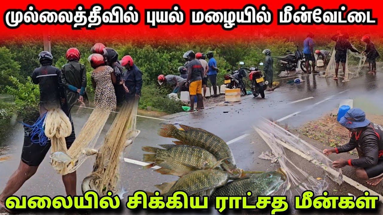 புயல்மழையில் முல்லைத்தீவில் வலையில் சிக்கிய ராட்சத மீன்கள் @Spseelanvlogs126 
