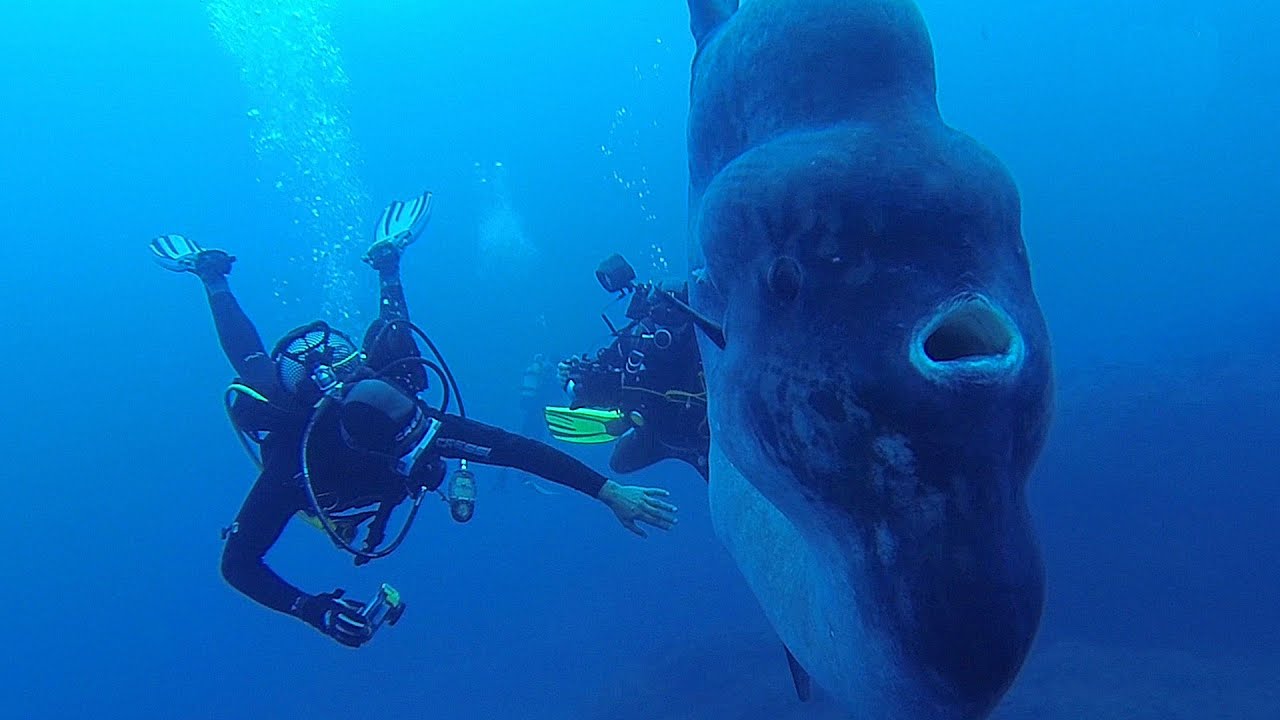 Rencontre avec un Poisson lune g&eacute;ant !
