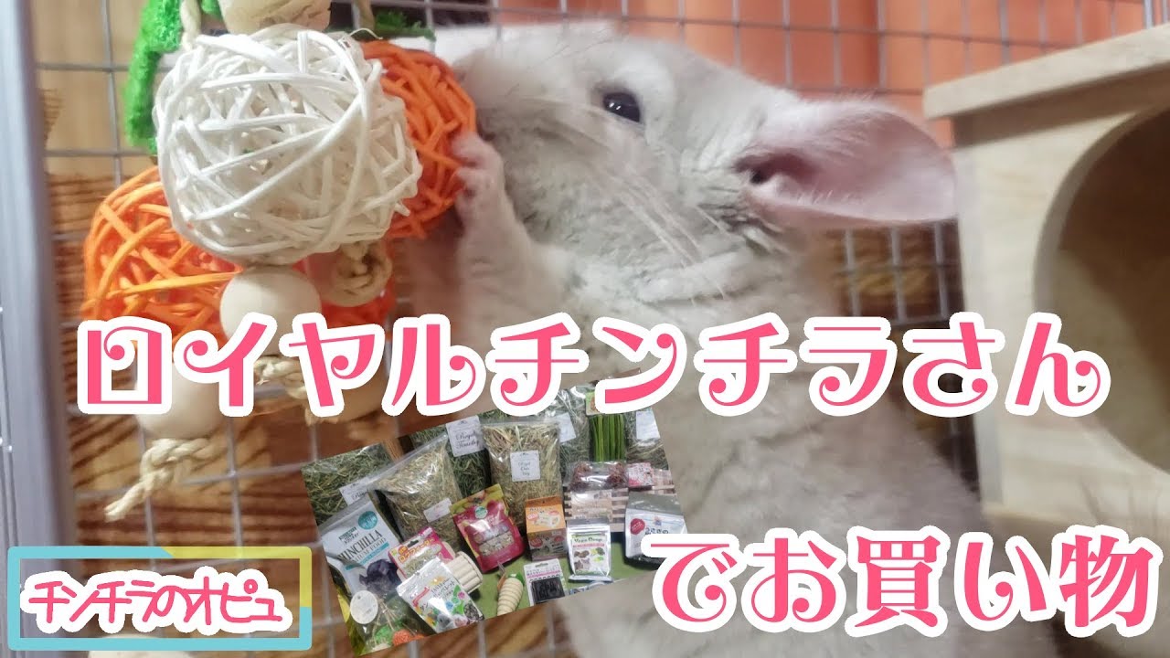 おもちゃで遊ぶチンチラが最高！ロイヤルチンチラさんで大量購入してきました！