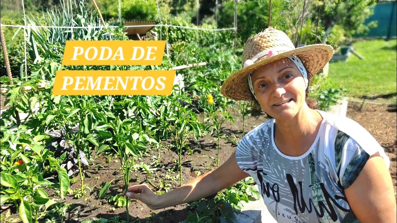 COMO REACTIVAR O CRECEMENTO DOS PEMENTOS 🫑 (podar, regar, fertilizar) || {NUSKA}
