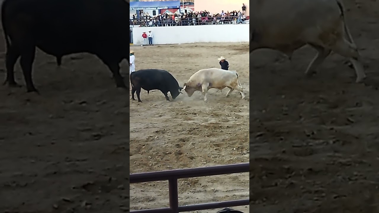 peleas de toros le&oacute;n curale&ntilde;o vs sr burro #arequipa #toros