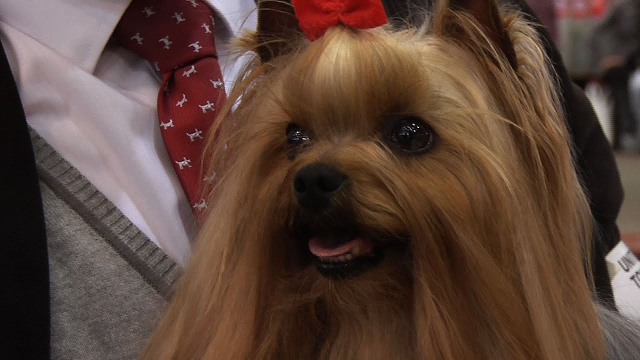 Around the Dog World - UK Toy Trailer