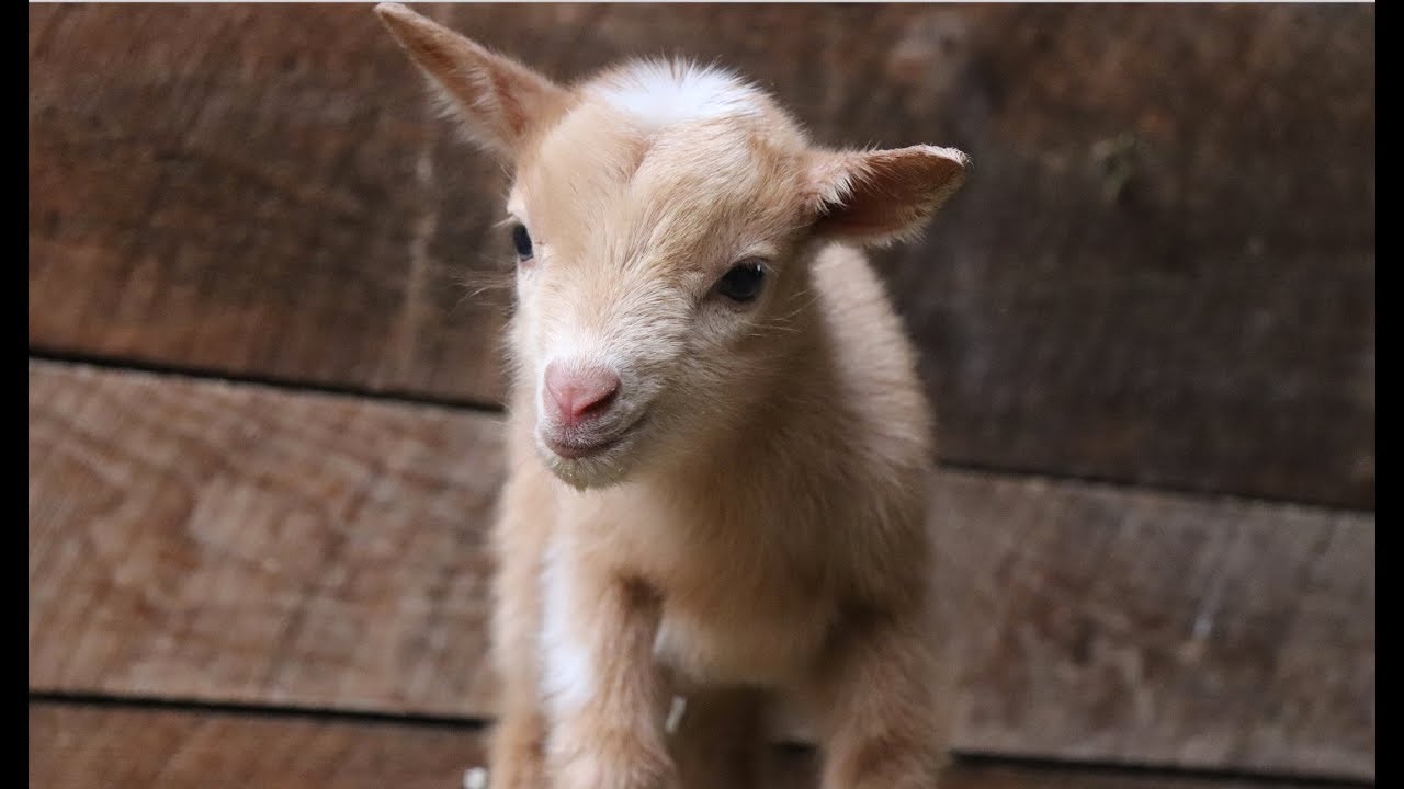 Training for Running of the Goats