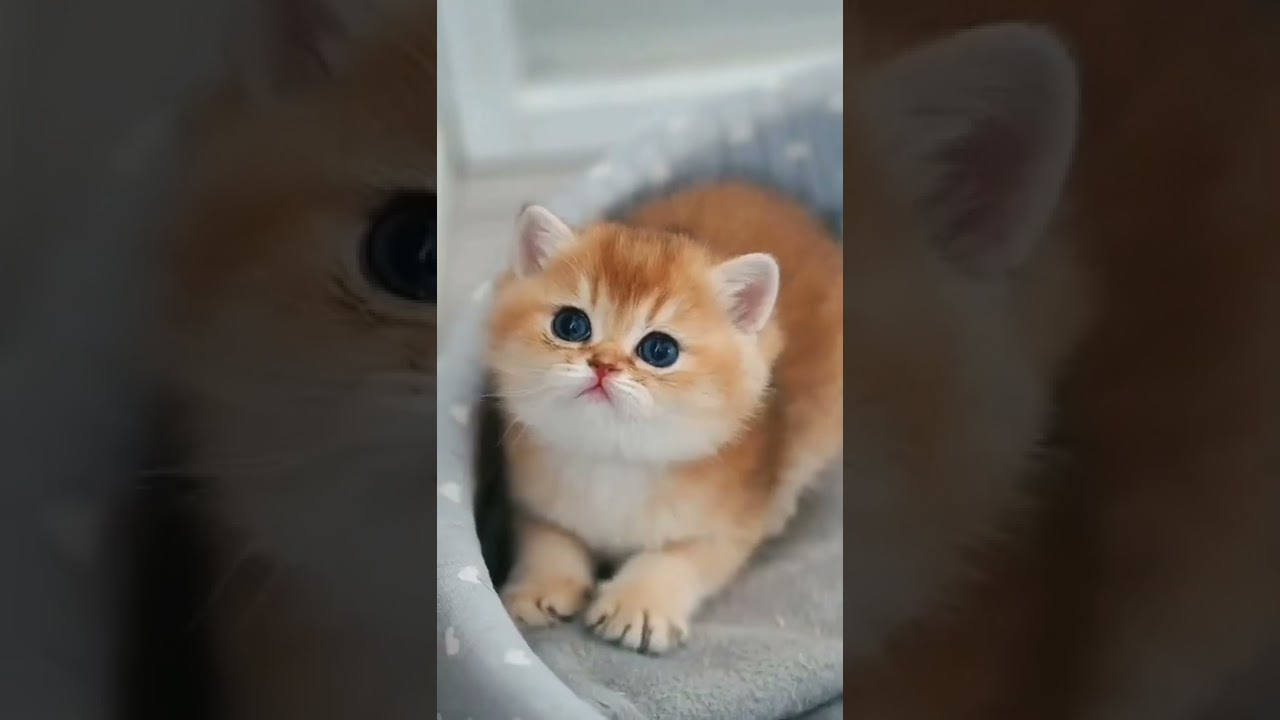 C4 Comedy Cats