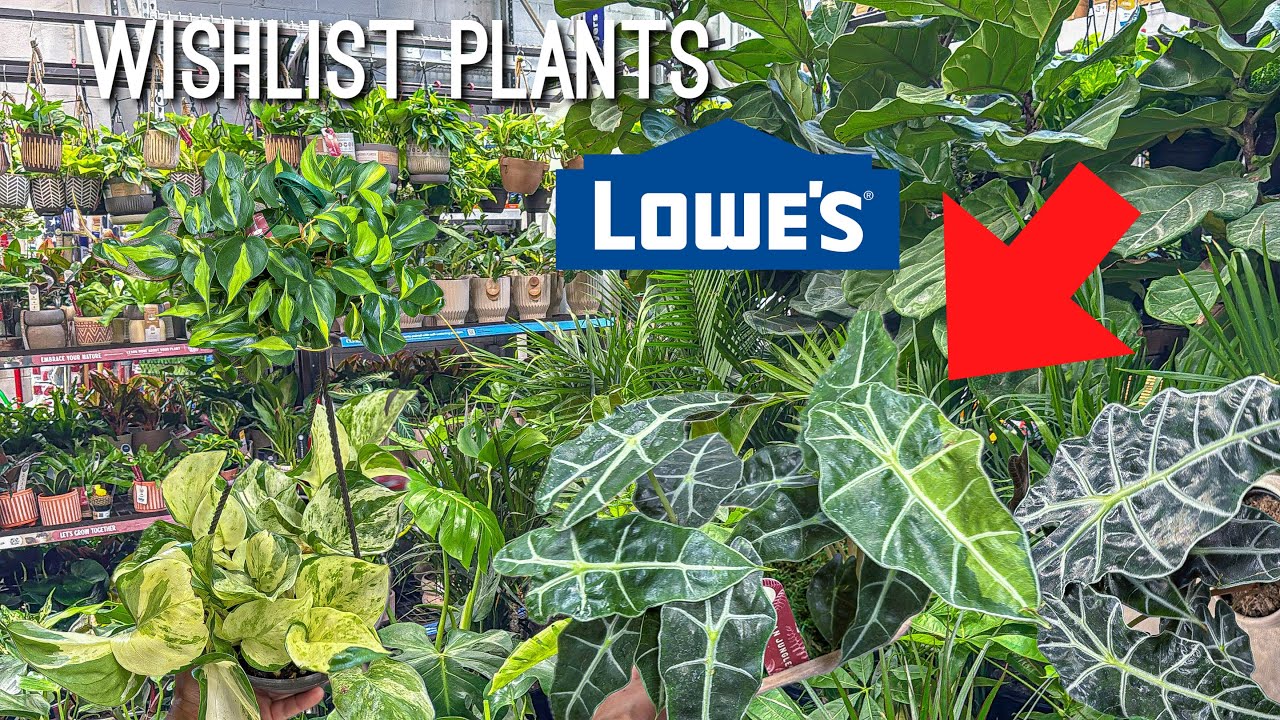 Неужели это РЕДКАЯ Алоказия! Ищем растения из списка желаний в Lowe's!