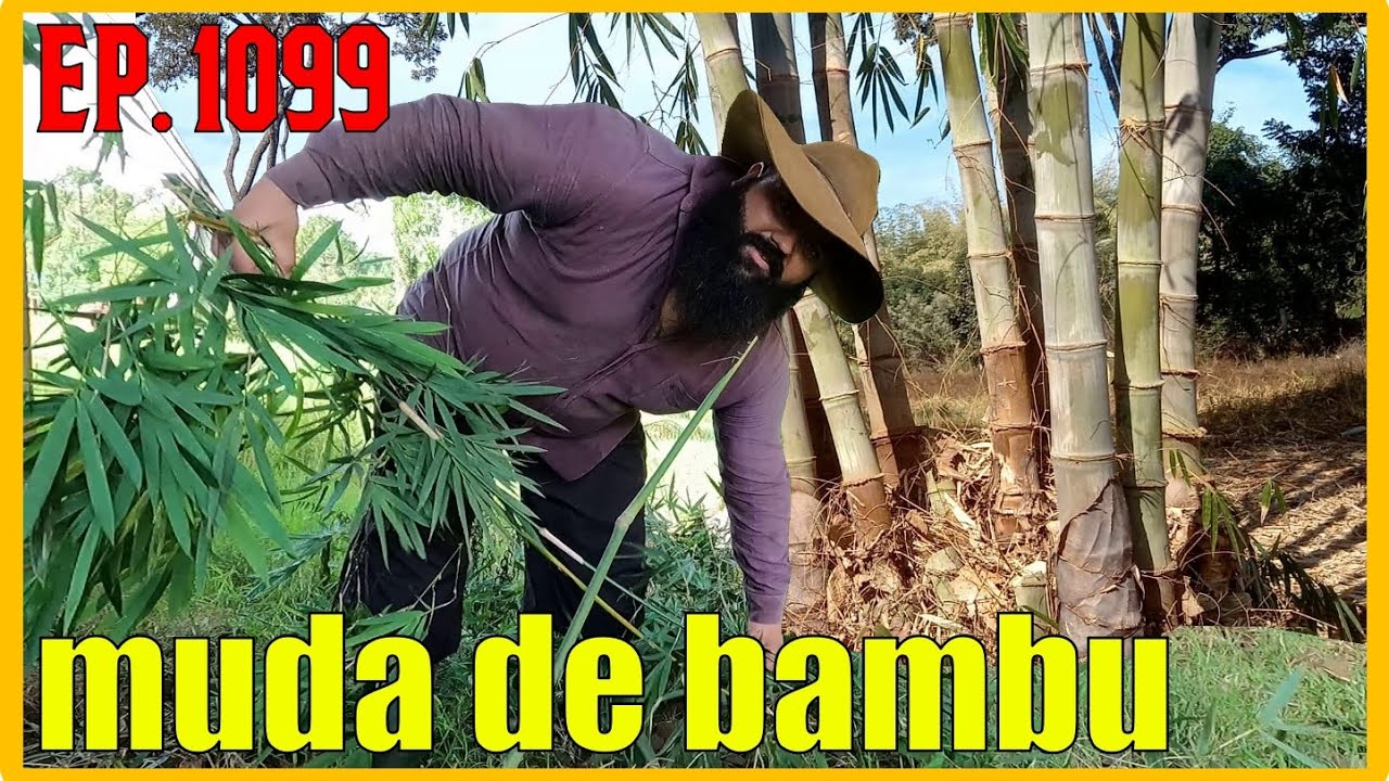 como fazer muda de bambu