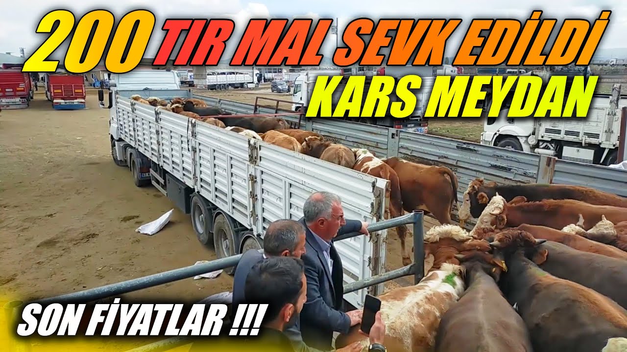 KARS HAYVAN PAZARINDA BOL BOL SATIŞLAR YAPILDI !!! | HER İLE HAYVAN SEVKİ !