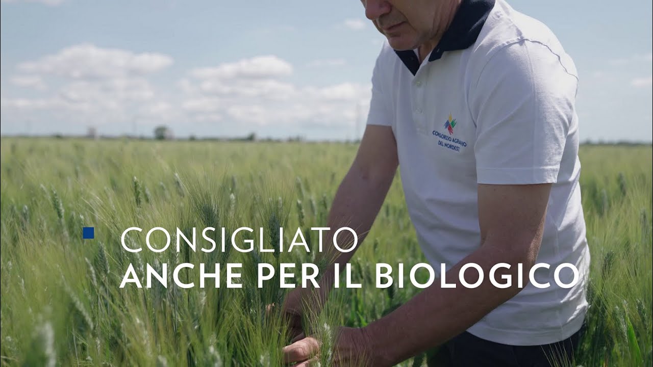 Marakas - grano duro consigliato anche in biologico | FRUMENTI DURI | CATALOGO VARIETALE LINEALAND