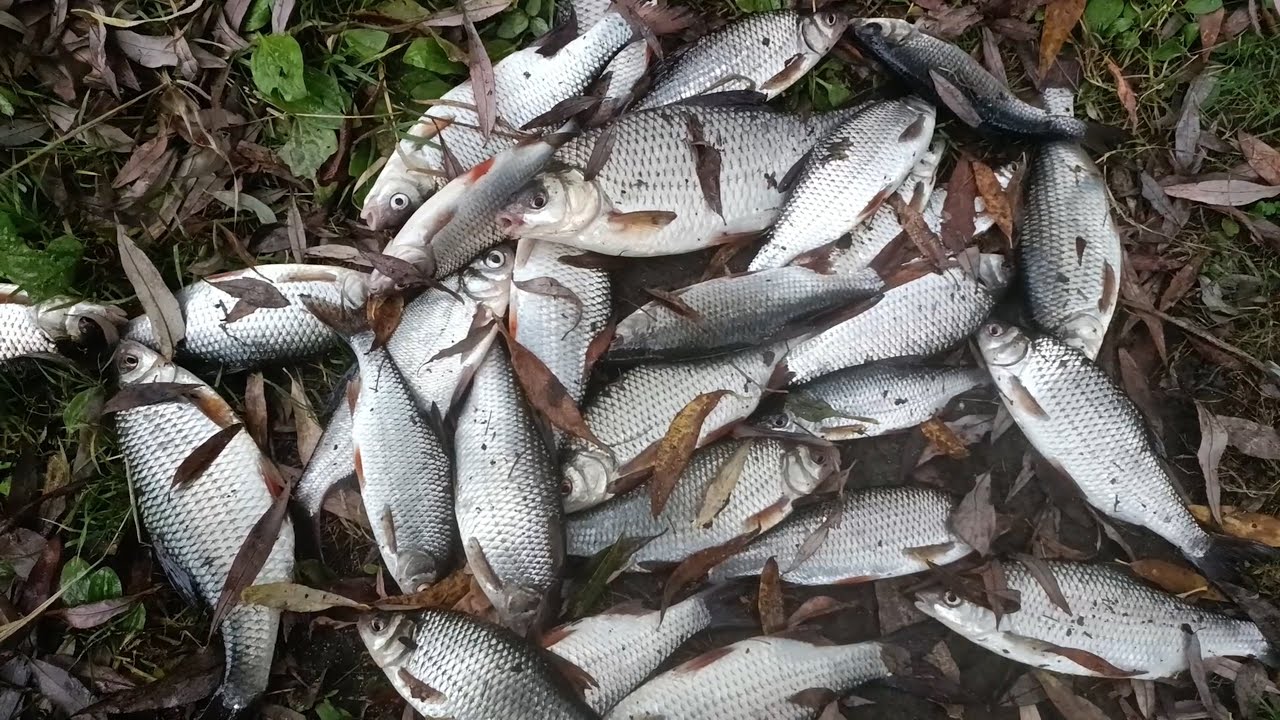 ДЕСНА 🌿 ВСЯ ГАРНА ПЛІТКА на ЯМАХ 🍁 Фідерна риболовля в жовтні