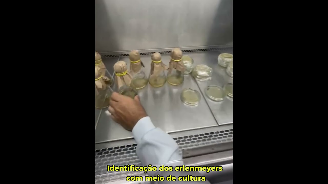 Ativação bacteriana em meio de cultura.