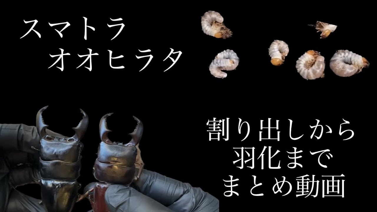 【スマトラオオヒラタ】割り出し動画から羽化動画までをただ繋いだ動画。