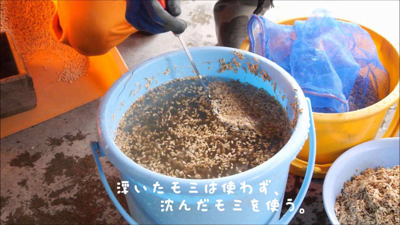 種モミの準備
