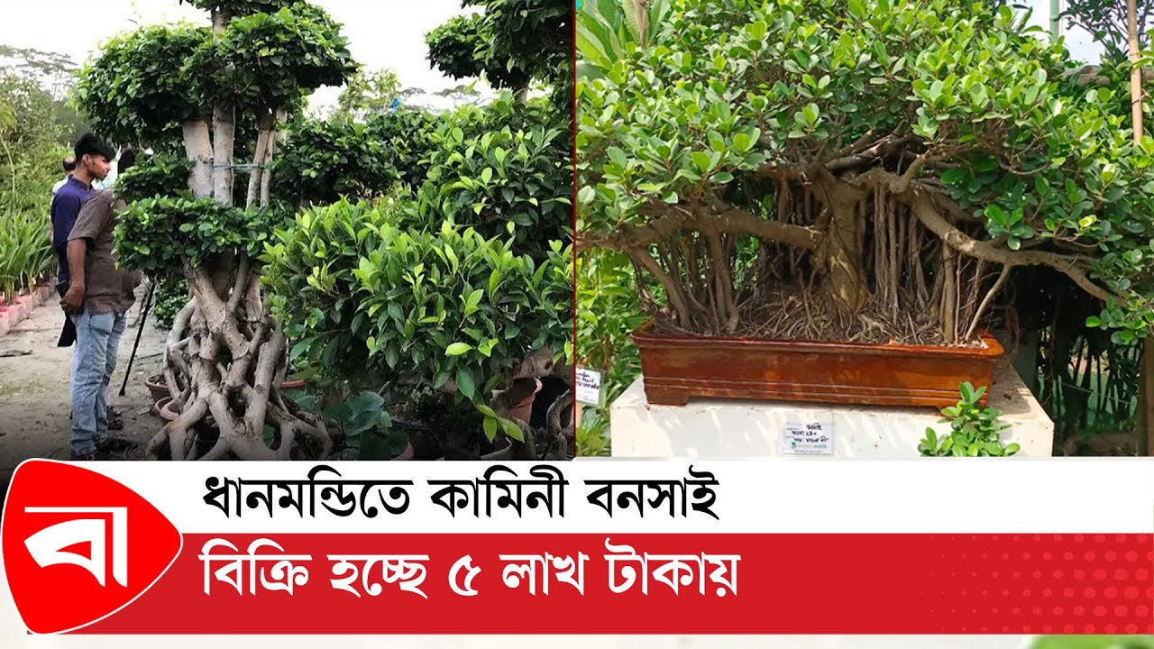 ধানমন্ডিতে কামিনী বনসাই বিক্রি হচ্ছে ৫ লাখ টাকায় | Bonsai Tree | Protidiner Bangladesh