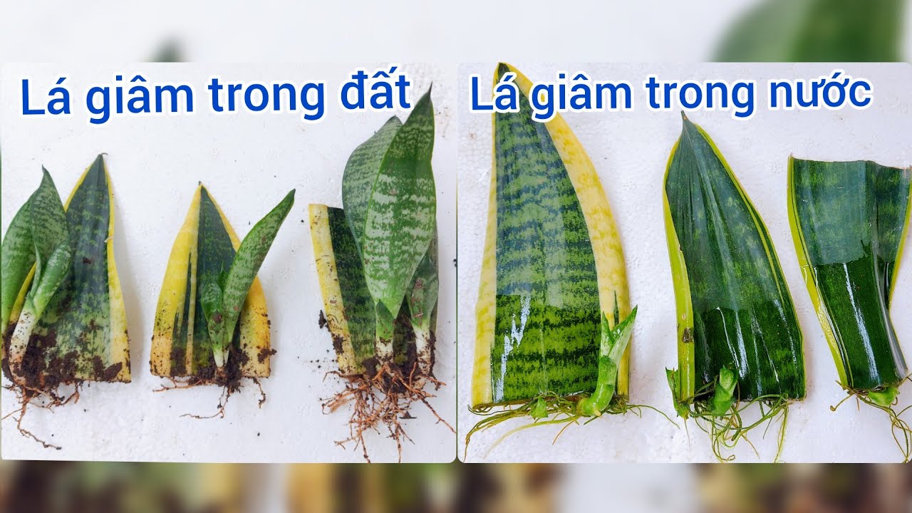 2 CÁCH NHÂN GIỐNG LƯỠI HỔ TỪ LÁ KHÔNG BỊ ÚNG THỐI THÀNH CÔNG 100% - Grow snake plant from leaf