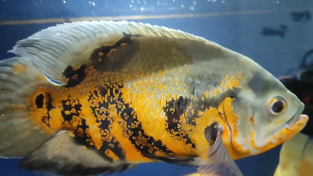 Peixes Oscar - Aquário cheio de Peixes 