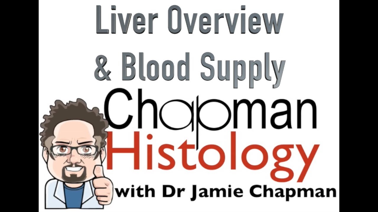 3 Min Histology - Liver Overview & Blood Supply