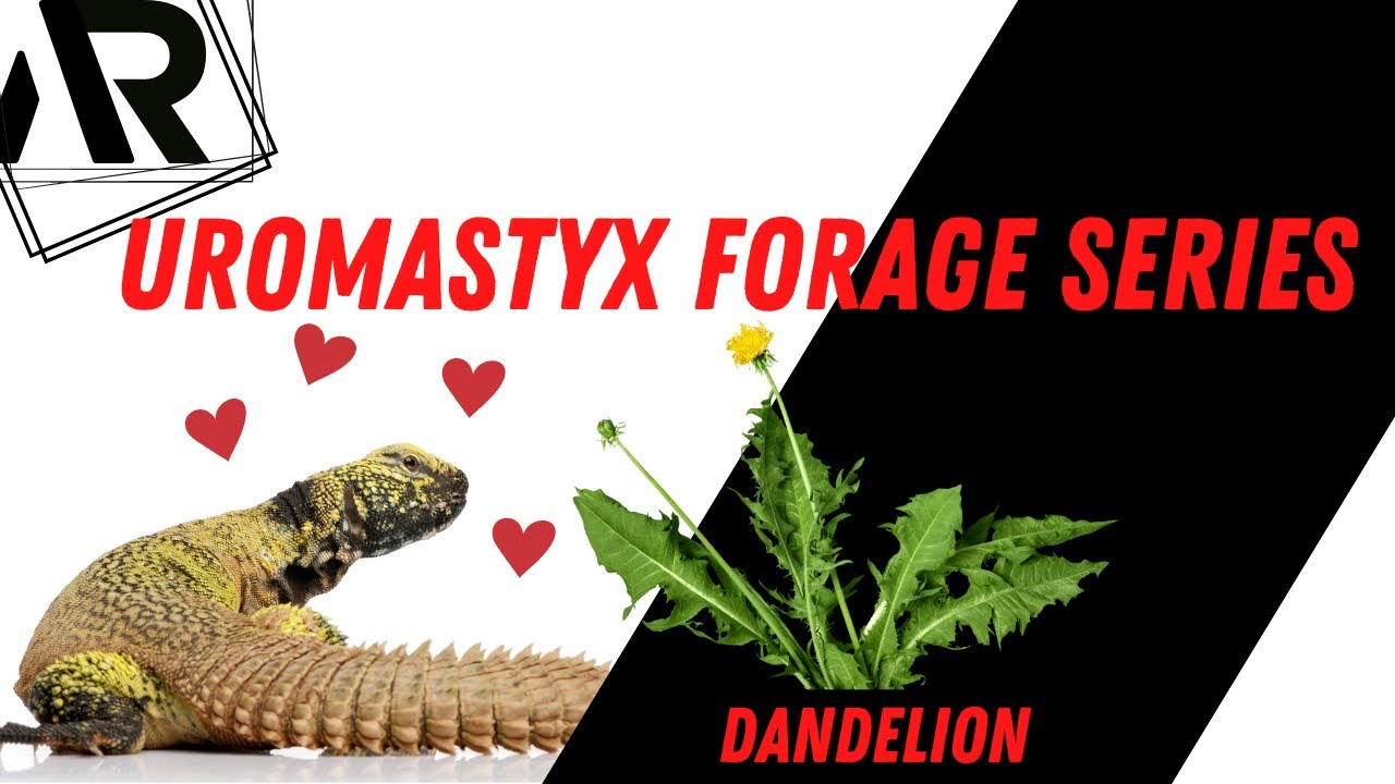 Feeding Uromastyx Wild Forage Series