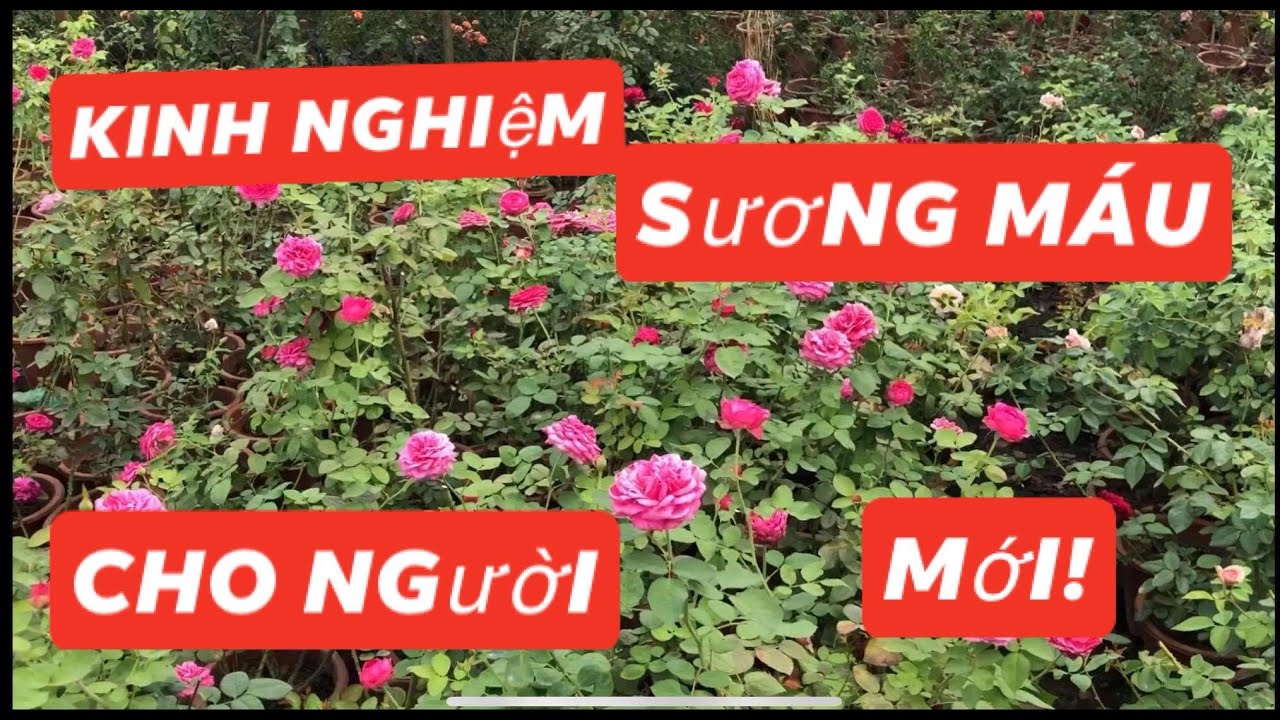 NGƯỜI MỚI CHƠI HOA HỒNG CÂY BỊ CHẾT LÀ CHUYỆN BÌNH THƯỜNG...chuẩn garden tv