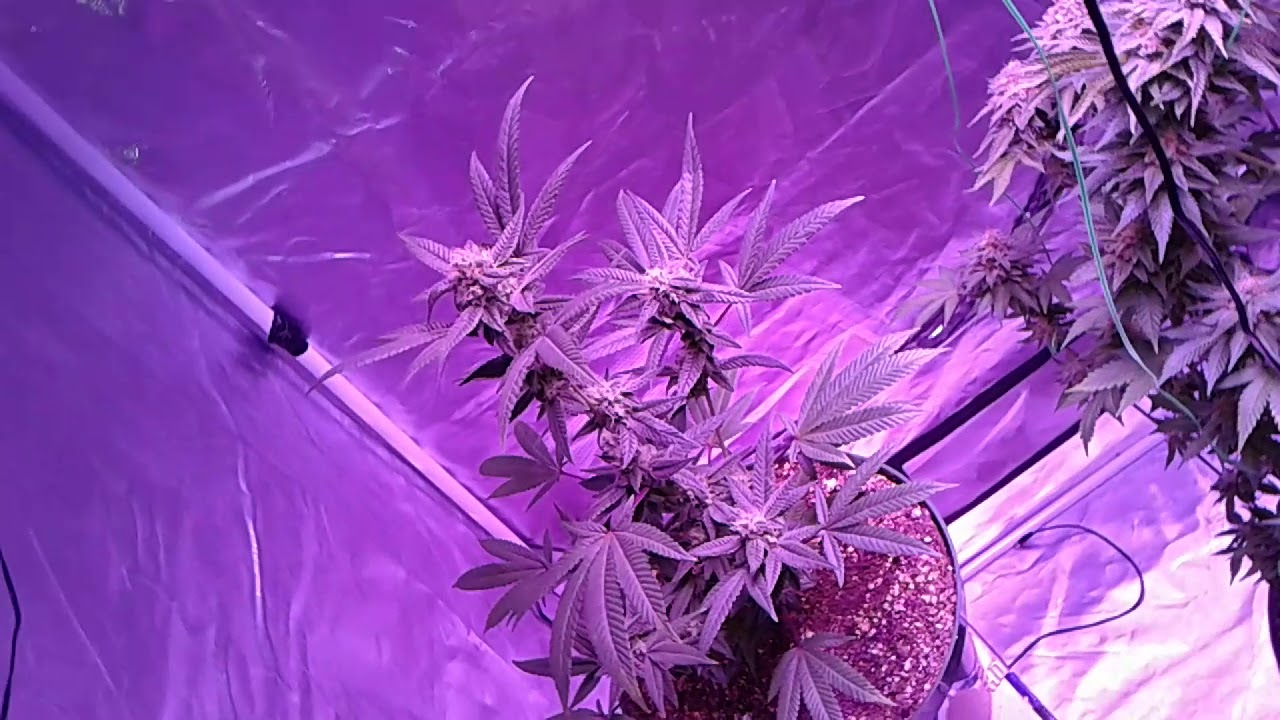 Bubba kush clone to flower ( 1 week veg and flip 12/12 )