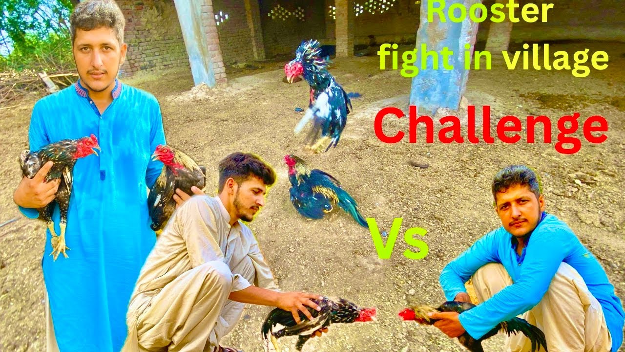 Aseel Rooster  fighting Challenge in  home  /me is loss 😭😭#rooster