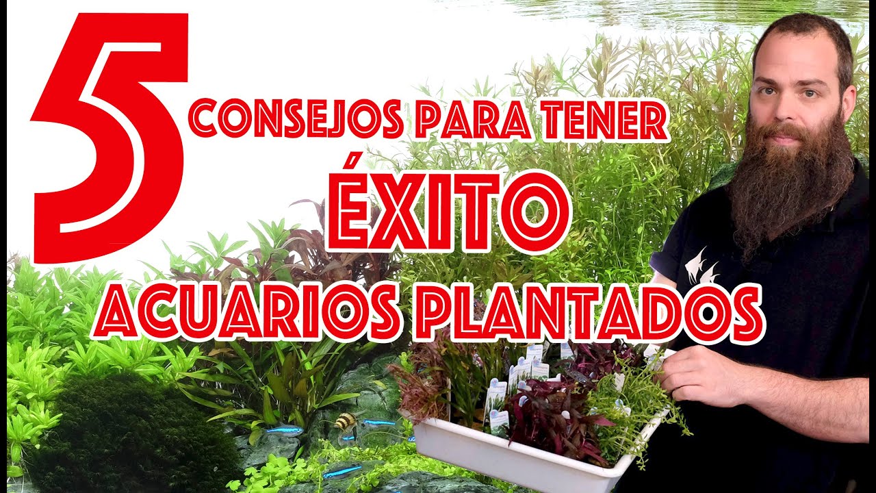 5 consejos para tener éxito con los acuarios plantados 🌿🐟🌿😉👍