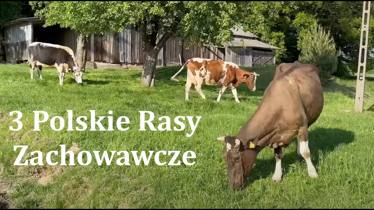Trzy rasy Zachowawcze Bydła