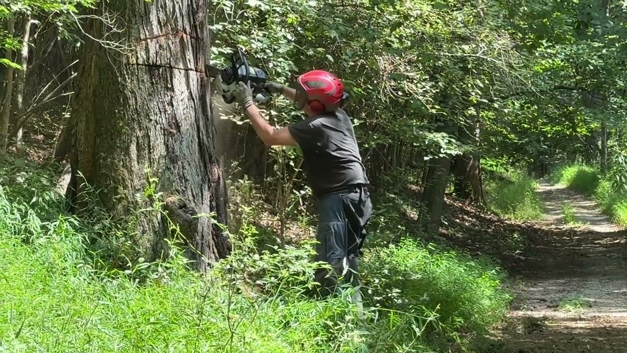 Knocking out a big dead hickory with Holzfforma