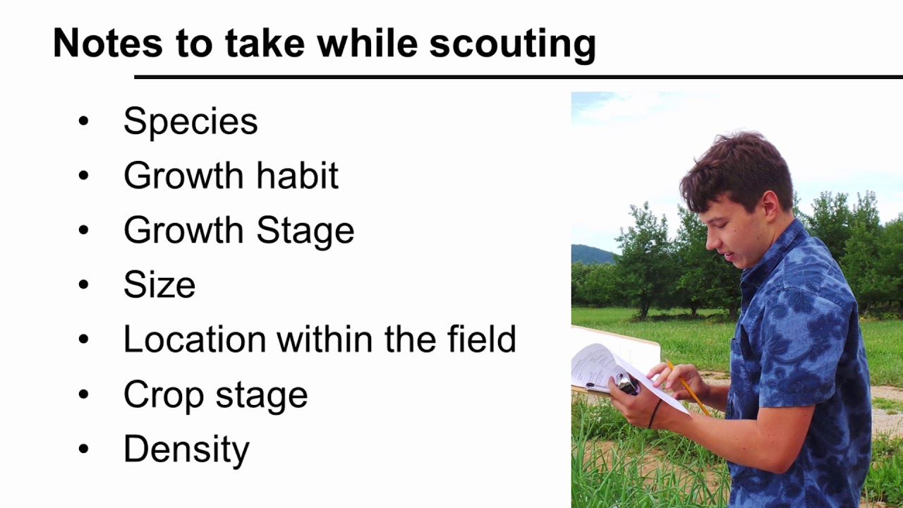 Integrated Weed Management: Weed Scouting for Vegetable Production