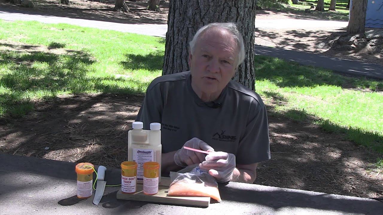 Alpine Yellowjacket Bait Stations