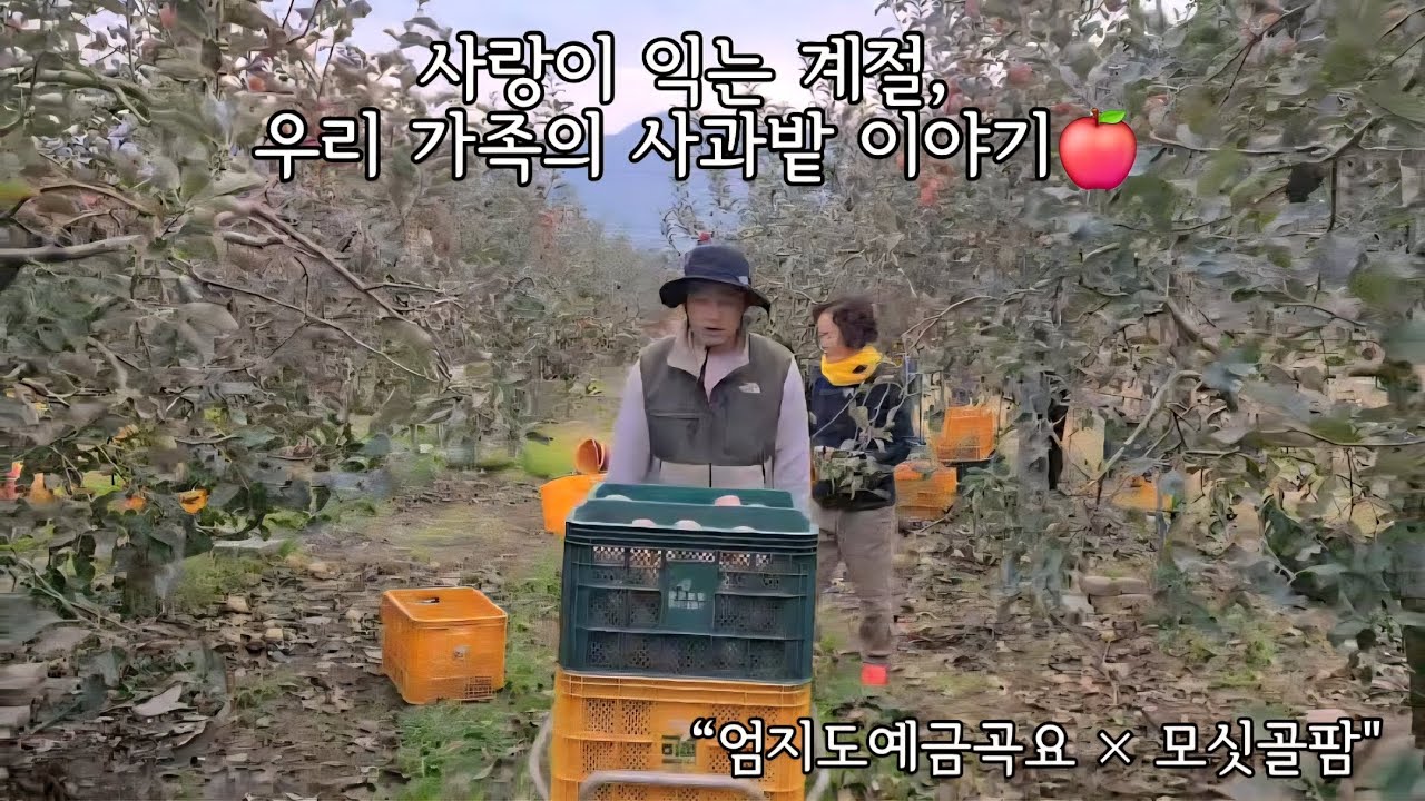 도예가 정봉대 문경사과 농사이야기🍎 가족의웃음으로 물든부사 사과밭🍏🍎