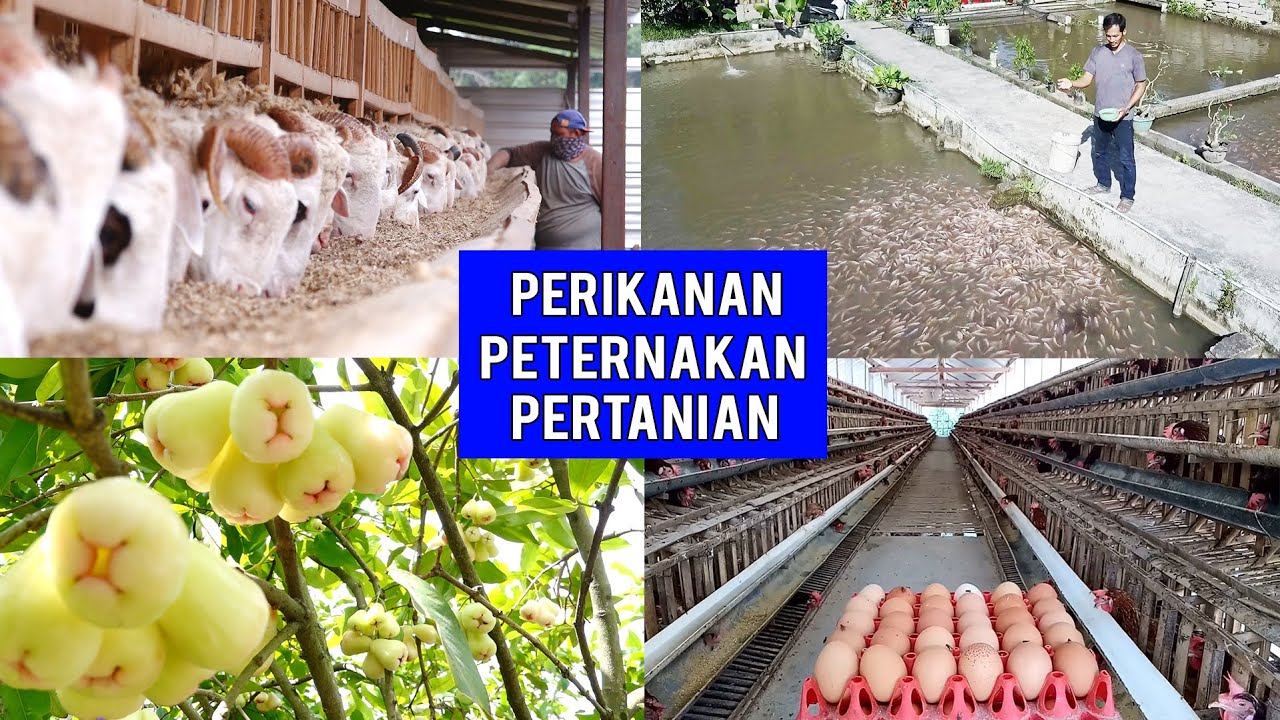 5 Bisnis Prospek Bidang Agrobisnis 2019 | Anda Wajib Tahu Dan Mencoba | Rugi Tidak Tonton