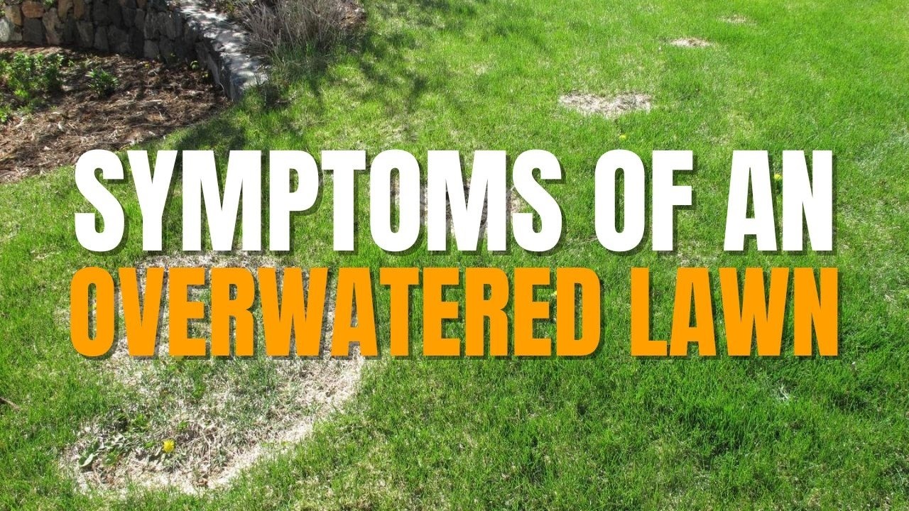 Symptoms of an Overwatered Lawn | Why Too Much is Much Worse than Too Little Water