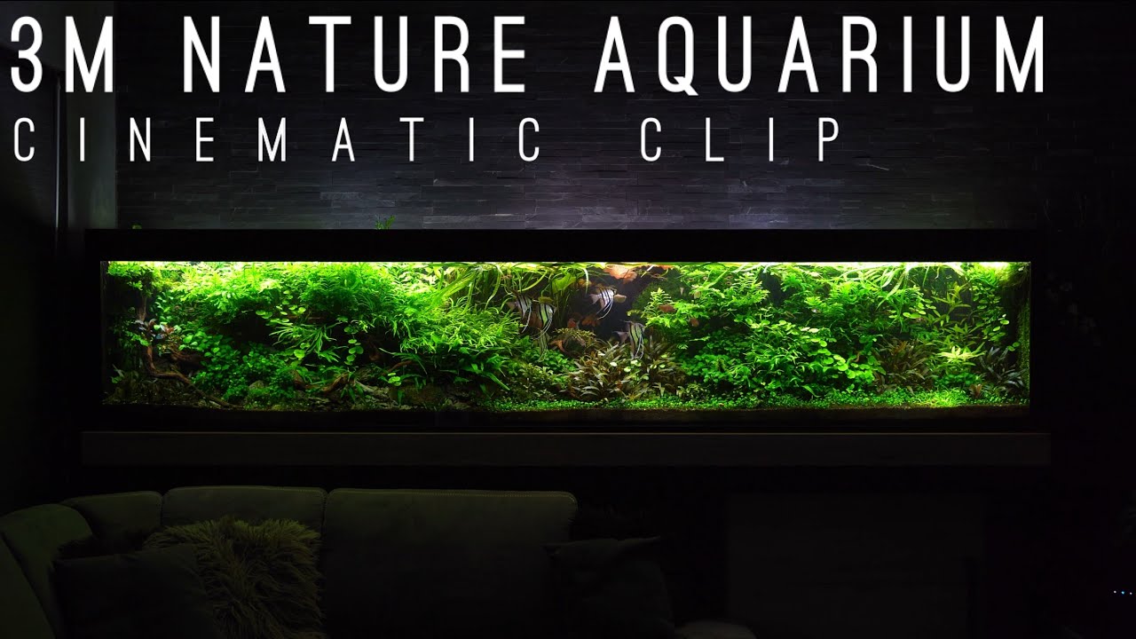 3m Nature Aquarium Cinematic