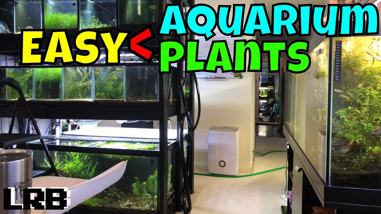 Easy to Keep Aquarium Plants and Some How To