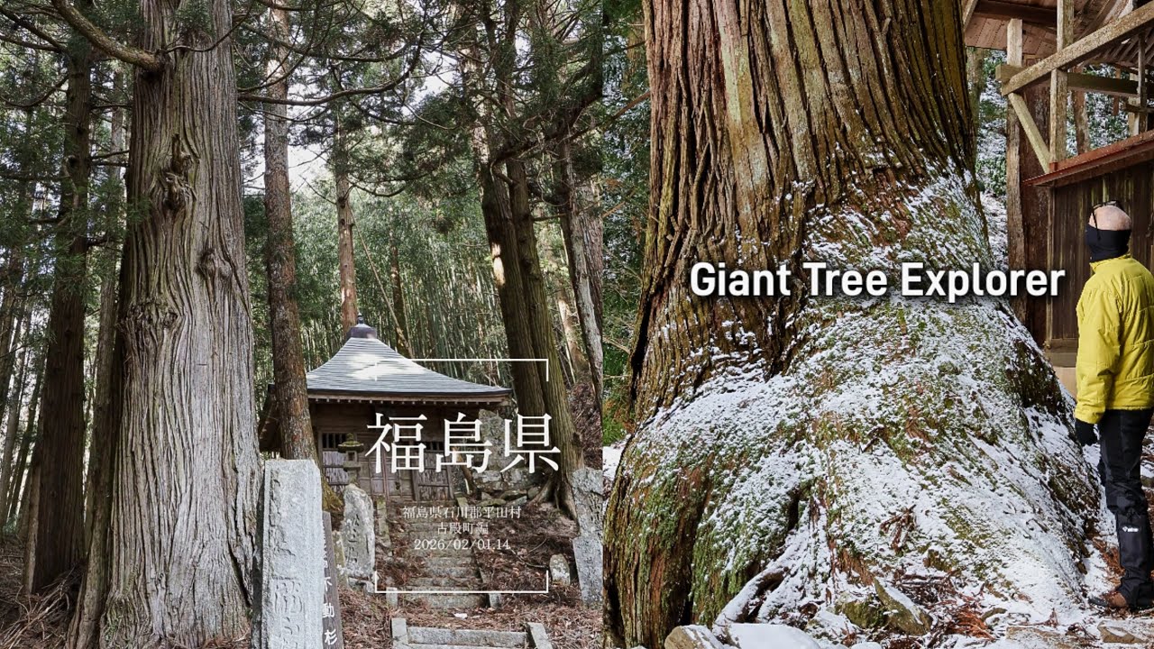 『古殿八幡のスギ』『岩倉桜』福島県〜石川郡古殿町·平田村編