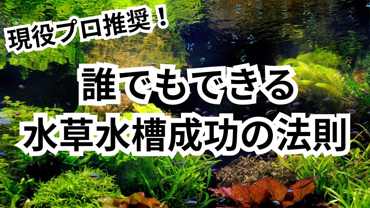 誰でも水草を育てることができる方法はこれです