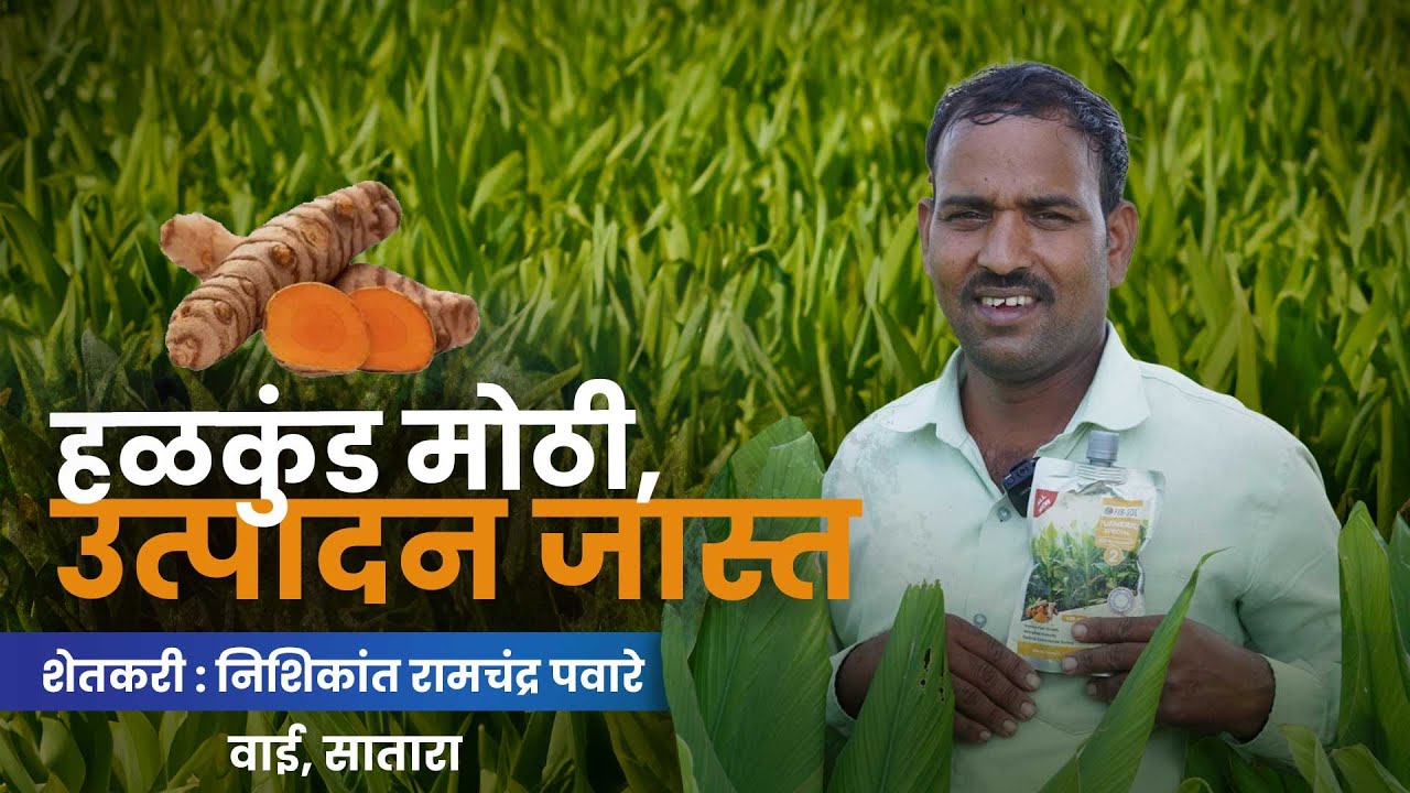 हळकुंड मोठी, उत्पादन जास्त – शेतकऱ्याचा अनुभव | Bigger turmeric rhizomes, higher yield–farmer shares